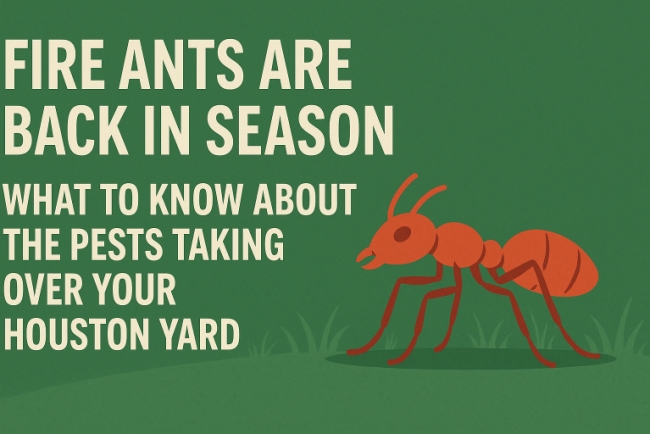Fire Ants Are Back in Season: What Houston Homeowners Need to Know