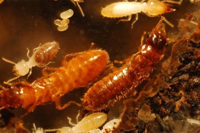 UF/IFAS Announces Termite Course for Professionals: Biology and Control