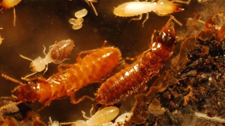 UF/IFAS Announces Termite Course for Professionals: Biology and Control